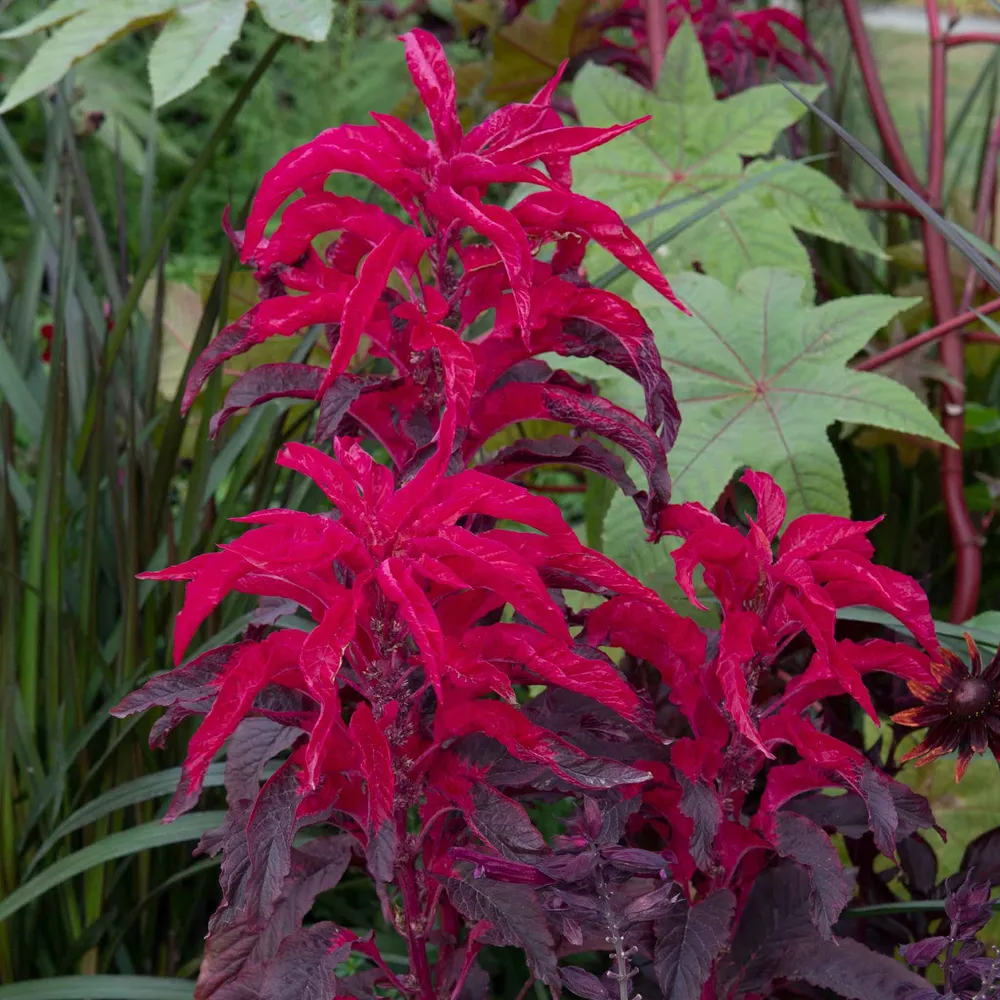 VEGSOW Amaranthus Seeds - Joseph's Coat Early Splendor