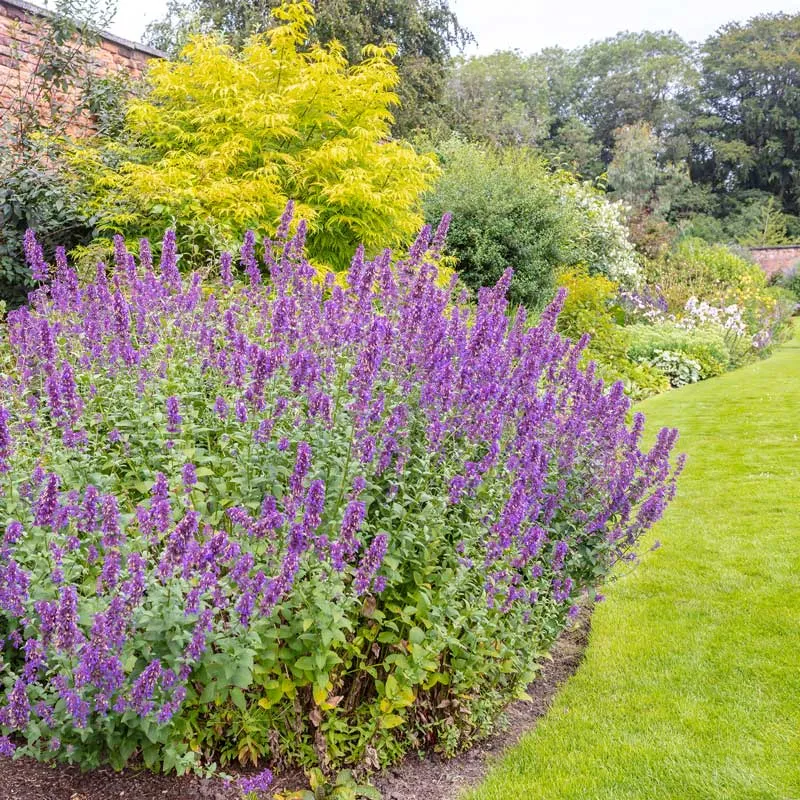 VEGSOW Catmint Seeds (Nepeta Cataria) for Indoor and Outdoor Planting