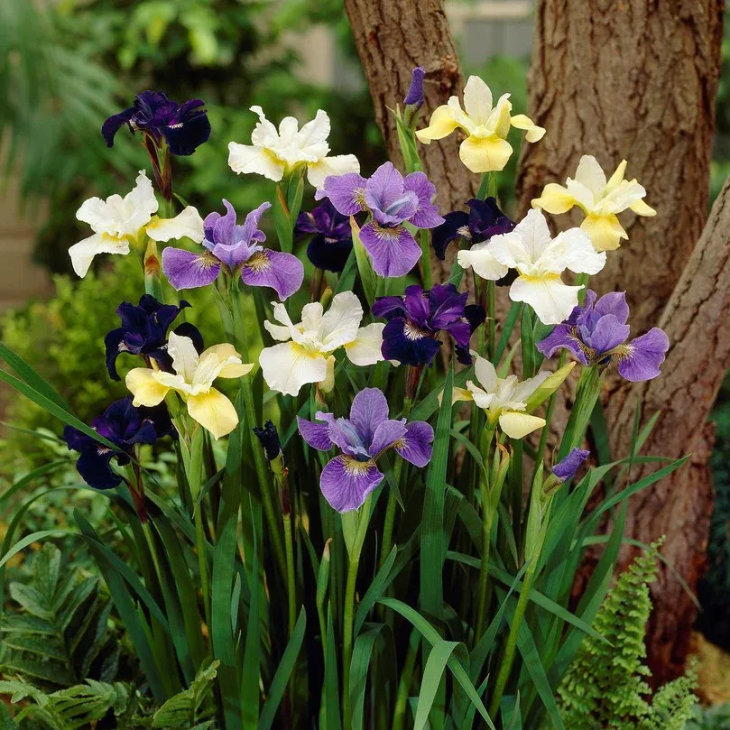 VEGSOW Siberian Iris Roots - Perennial Flower Rhizomes Mix