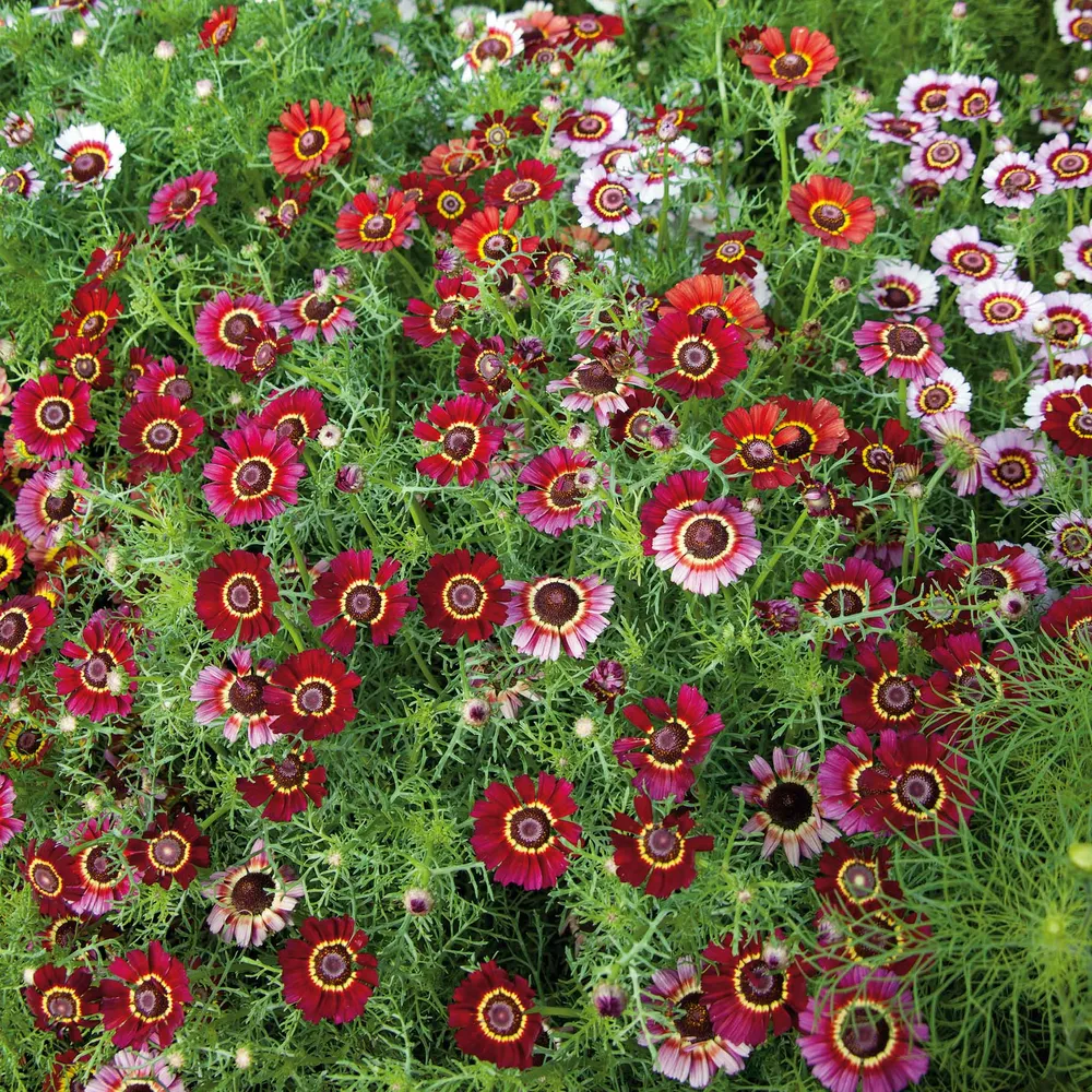 VEGSOW Painted Daisy Seeds - Flame Variety
