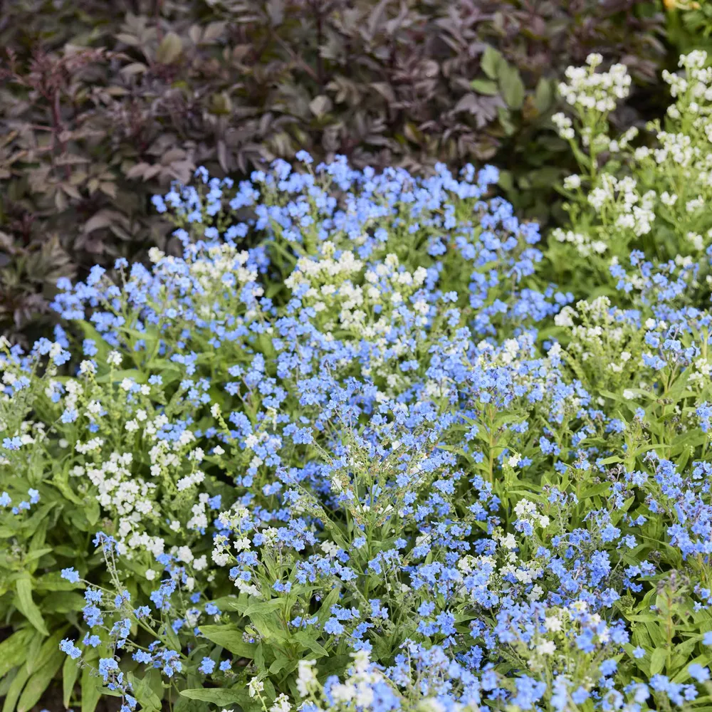 VEGSOW Chinese Forget Me Not Seeds - Chill Out Variety