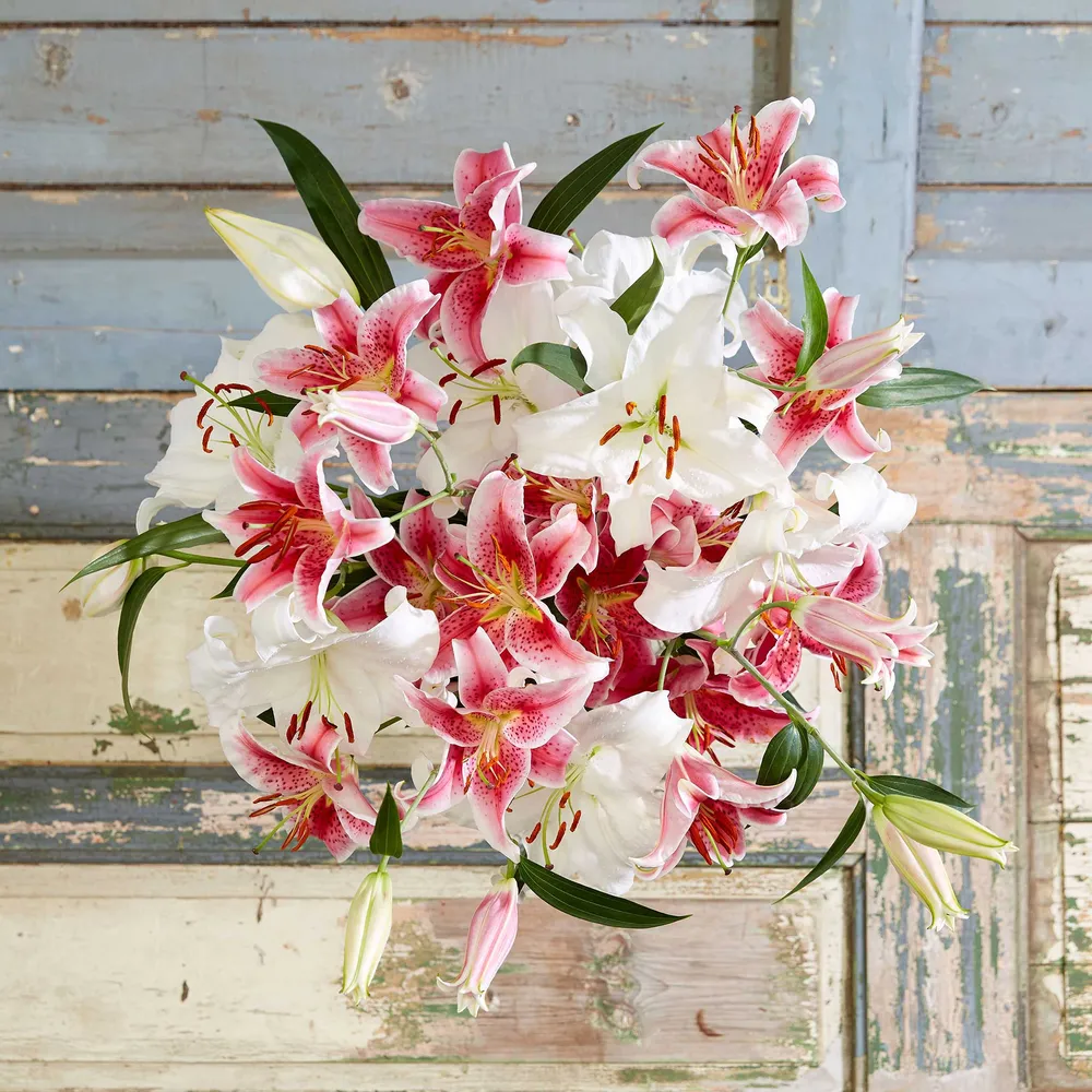 VEGSOW Lily Bulbs - Stargazer & Casablanca Mix