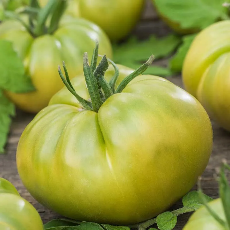 VEGSOW Aunt Ruby's German Green Tomato Seeds - Heirloom Beefsteak Variety