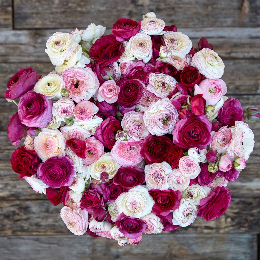 VEGSOW Ranunculus Bulbs - Crushed Berry Mix