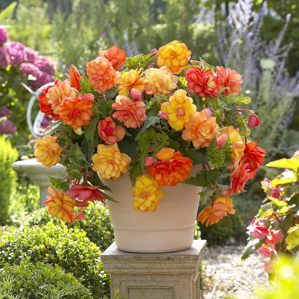 VEGSOW Golden Balcony Begonia Tubers