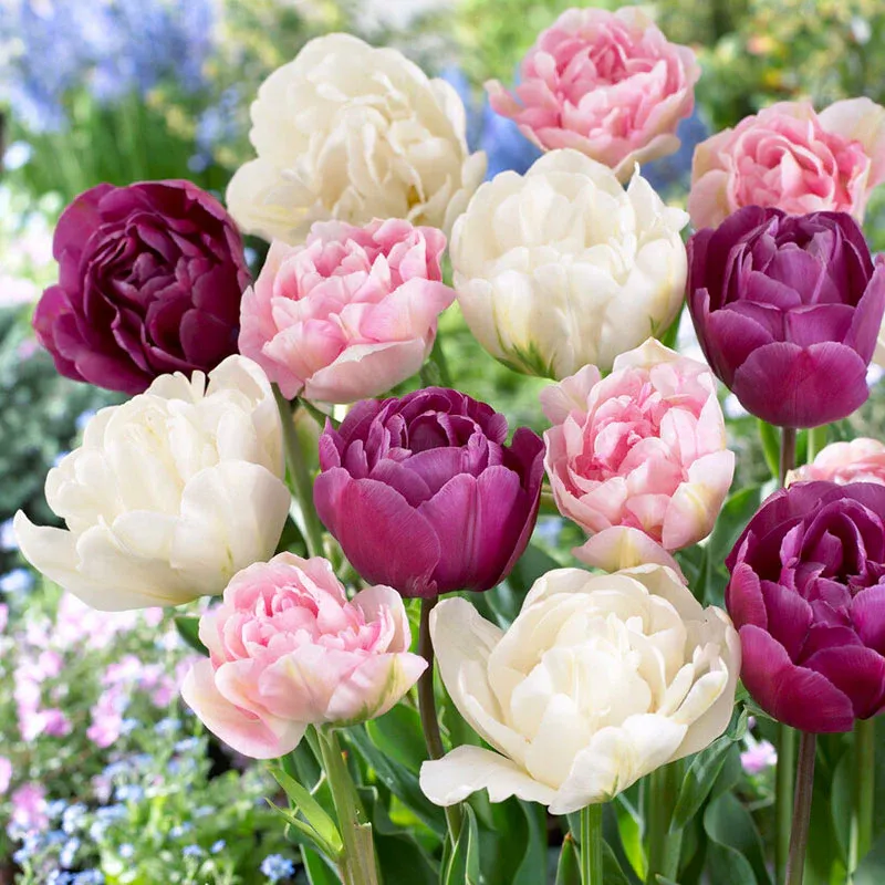 VEGSOW Double Pink Mix Tulip Bulbs - Spring Flowering Perennial Flower Bulbs