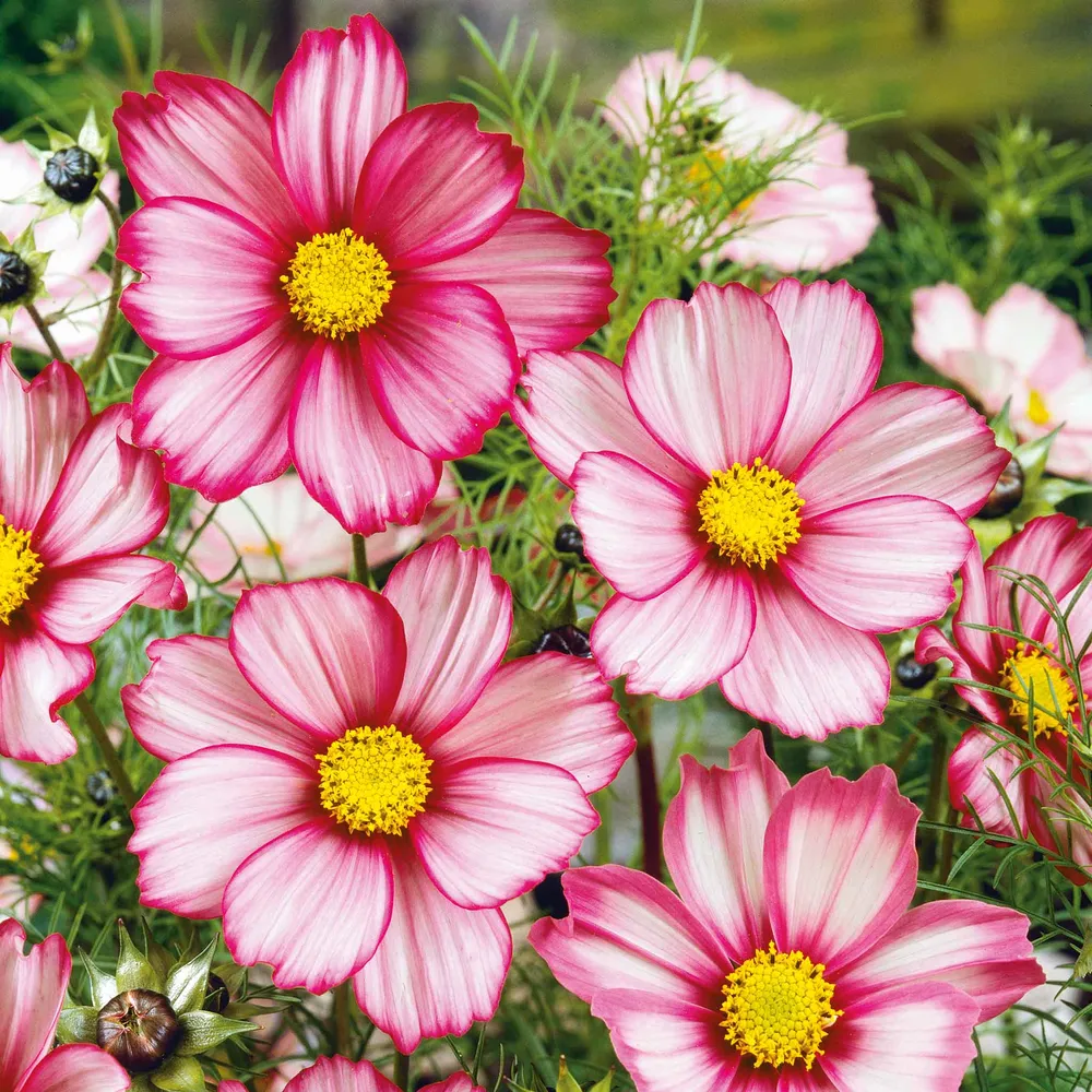 VEGSOW Candystripe Cosmos Seeds - Annual Flower Seed Mix