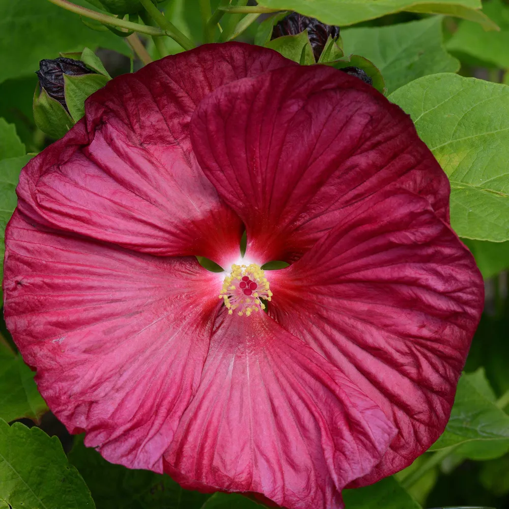 VEGSOW Luna™ Rose Hibiscus Seeds - High Germination Flower Seeds