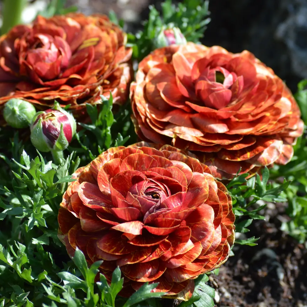 VEGSOW Ranunculus Bulbs - Cafe Series