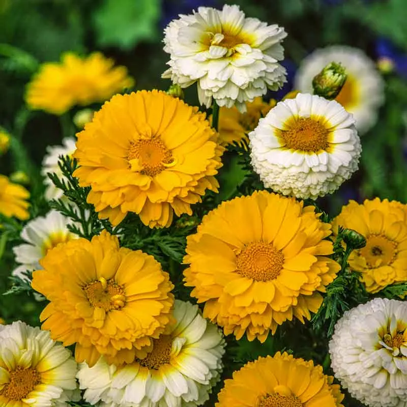 VEGSOW Garland Double Mix Daisy Seeds - High Germination Rate Flower Seeds