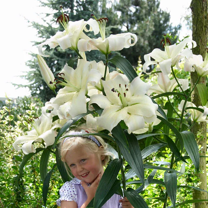 VEGSOW Giant OT Zambesi Lily Bulbs - Fragrant Oriental-Trumpet Hybrid