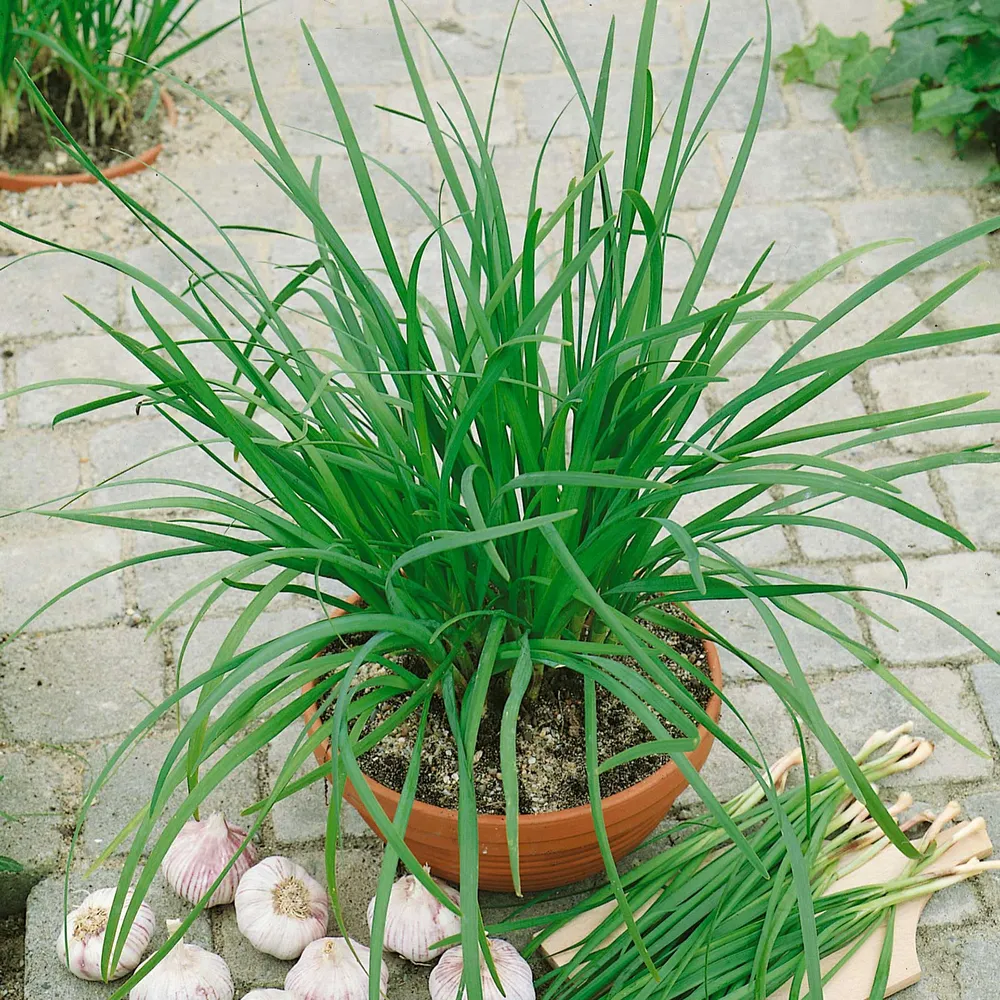 VEGSOW Organic Garlic Chives Seeds - Heirloom Vegetable Seeds for Home Gardening