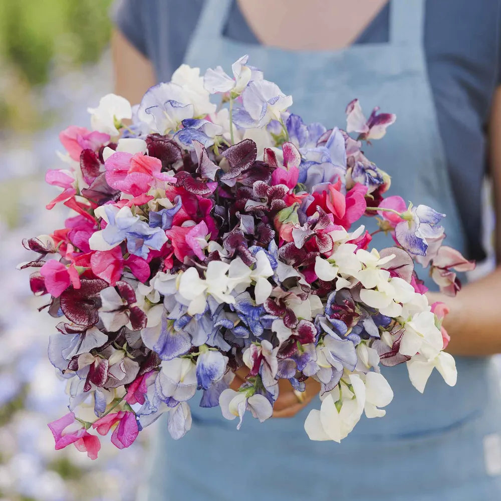 VEGSOW Sweet Pea Seeds - Streamer Mix