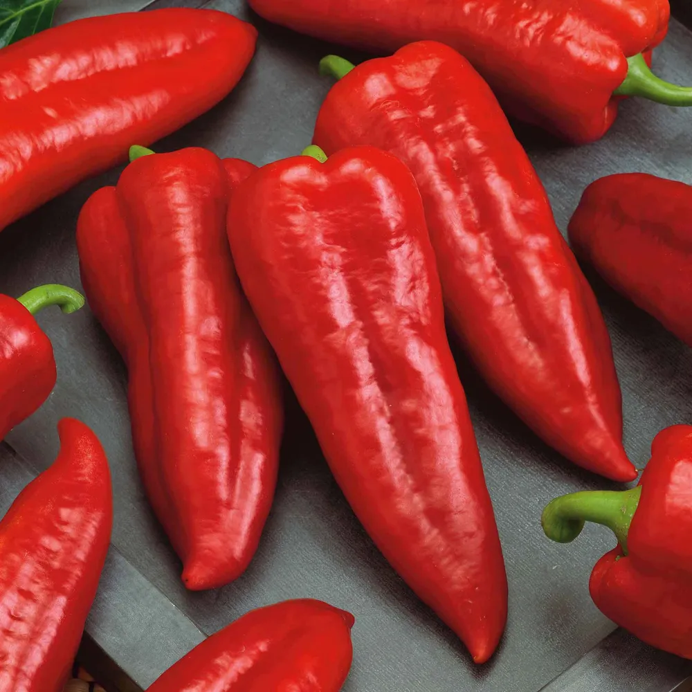VEGSOW Marconi Red Sweet Pepper Seeds - Organic Heirloom Vegetable Seeds