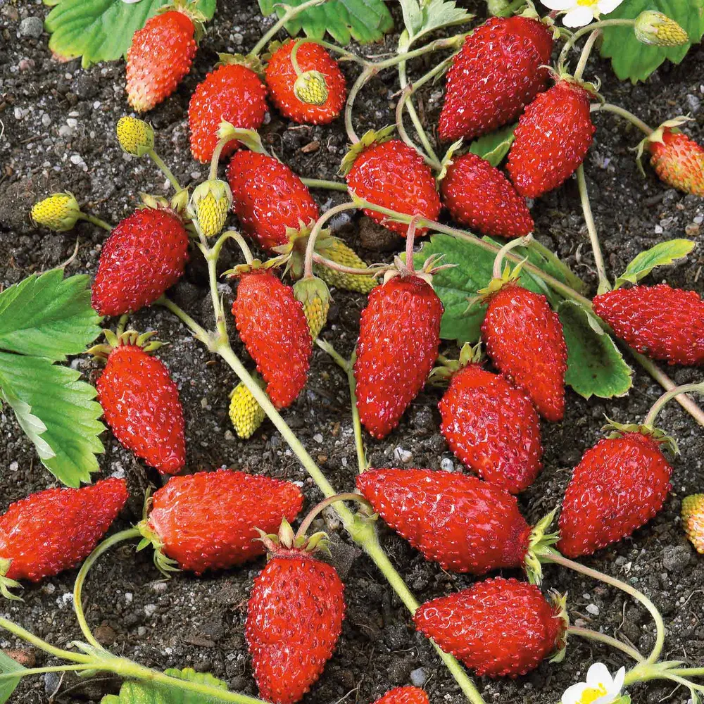 VEGSOW Alpine Strawberry Seeds - Baron Solemacher Heirloom Variety