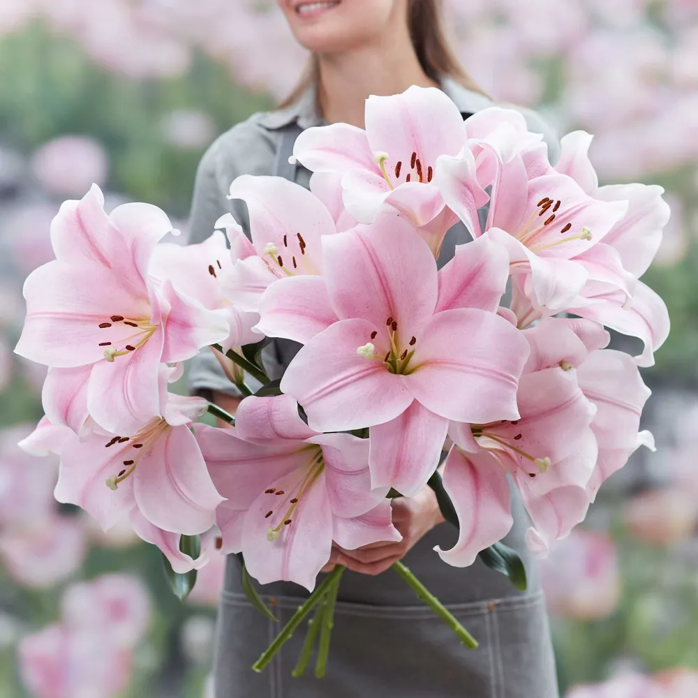 VEGSOW Lily Bulbs - Cali Variety
