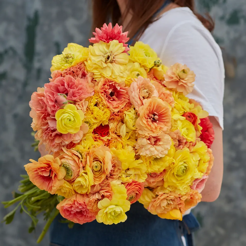 VEGSOW Pastel Lemon Ranunculus Bulbs - High-Viability Flower Corms