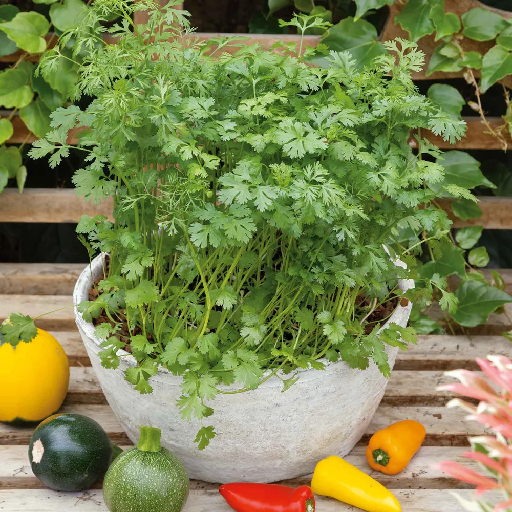VEGSOW Cilantro Seeds for Planting - Coriander Herb Seeds for Garden