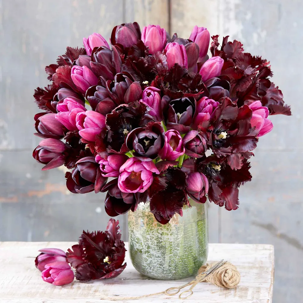 VEGSOW Merlot Melody Mix Tulip Bulbs - Deep Red Spring Flowering Bulbs