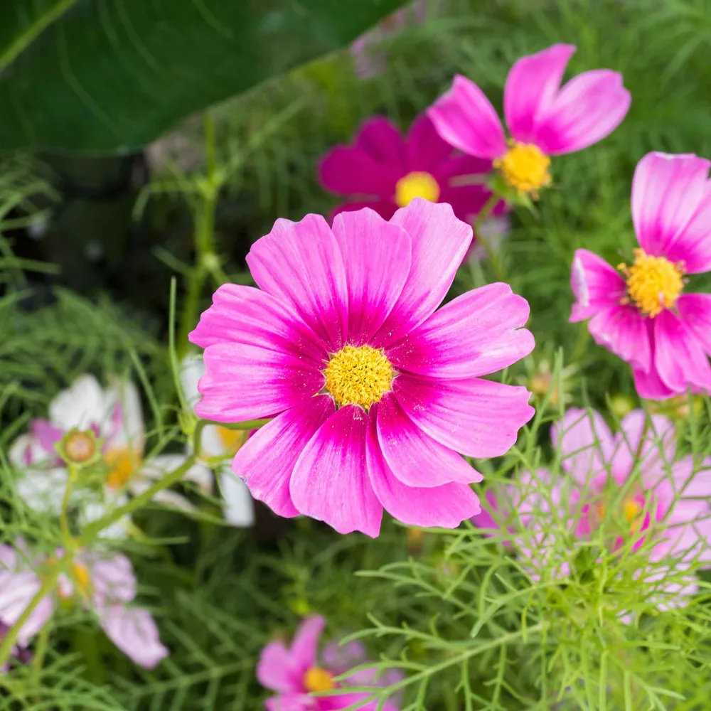 VEGSOW Cosmos Seeds - Radiance