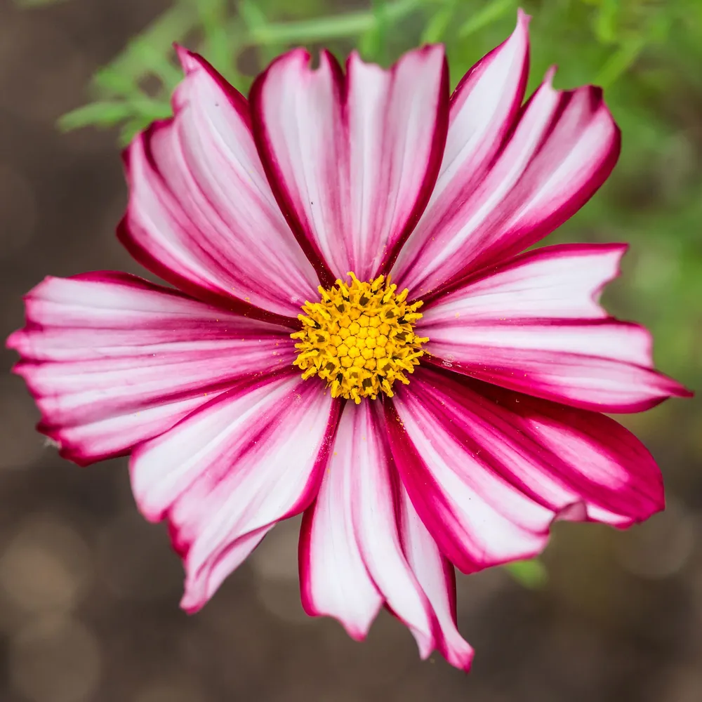 VEGSOW Cosmos Seeds - Velouette Flower Mix