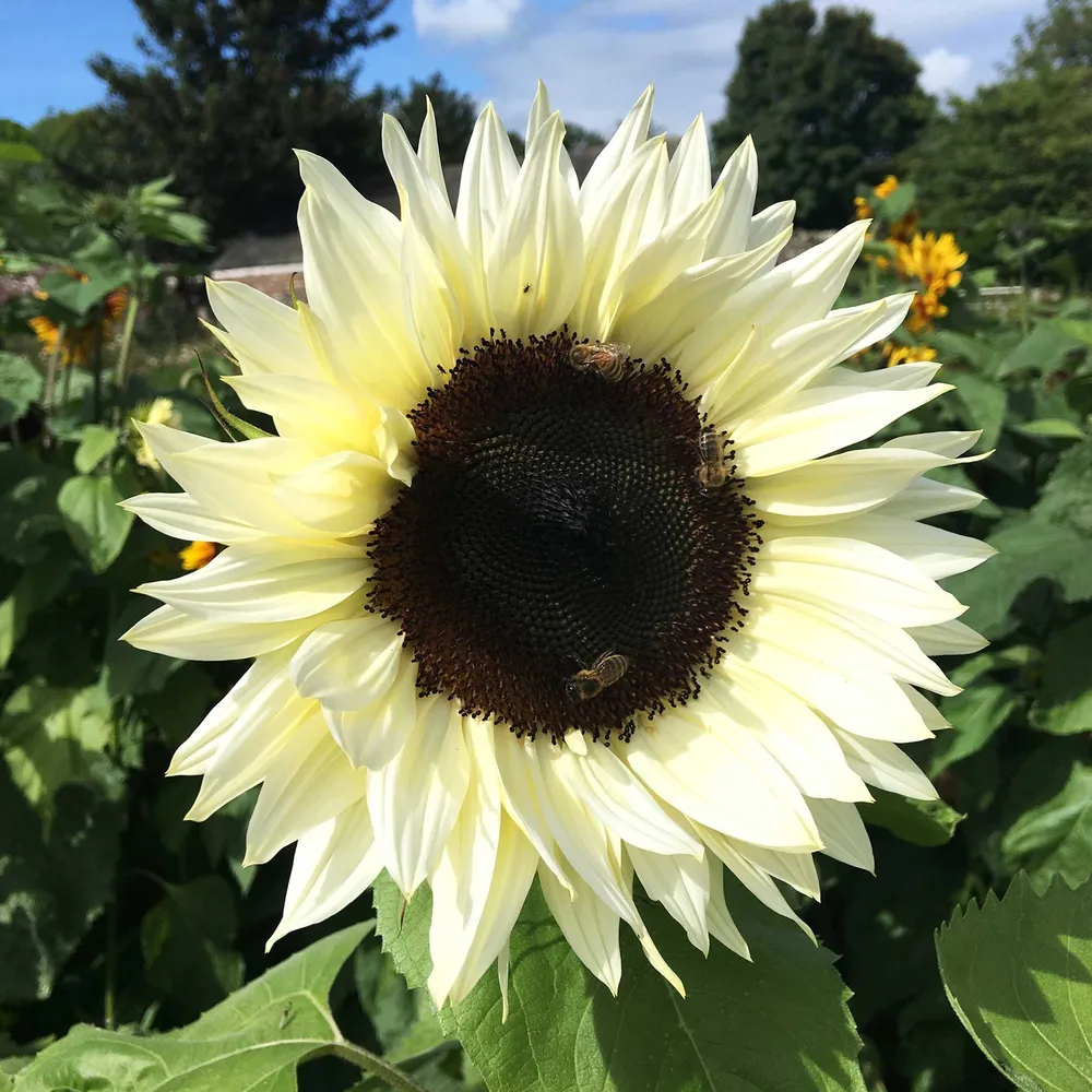 VEGSOW Sunflower Seeds - ProCut White Nite