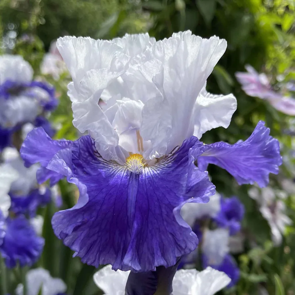 VEGSOW Bearded Iris Bulbs - Fx Schreiner Perennial Flower Rhizomes