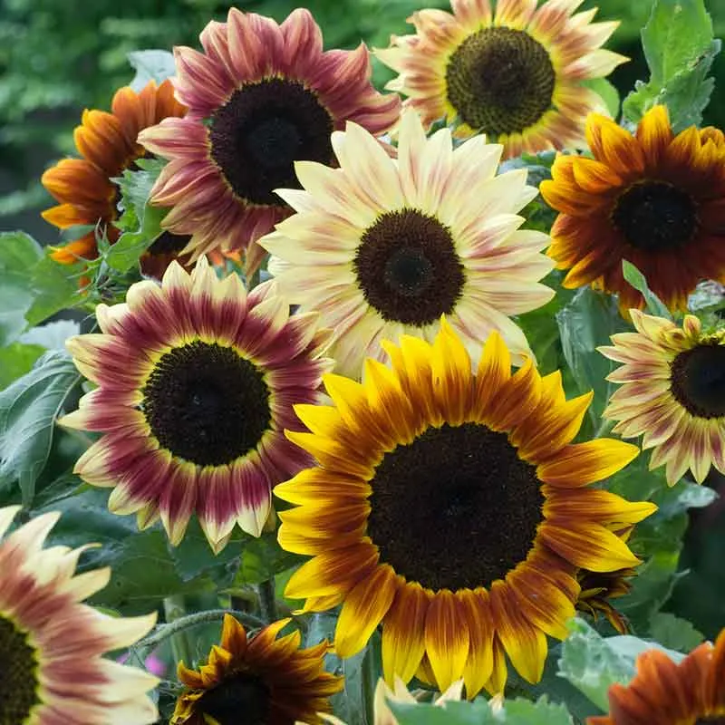 VEGSOW Sunflower Seeds - Evening Colors Heirloom Variety