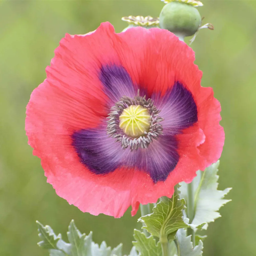 VEGSOW Giant Poppy Seeds - Heirloom Flower Seeds for Garden Planting