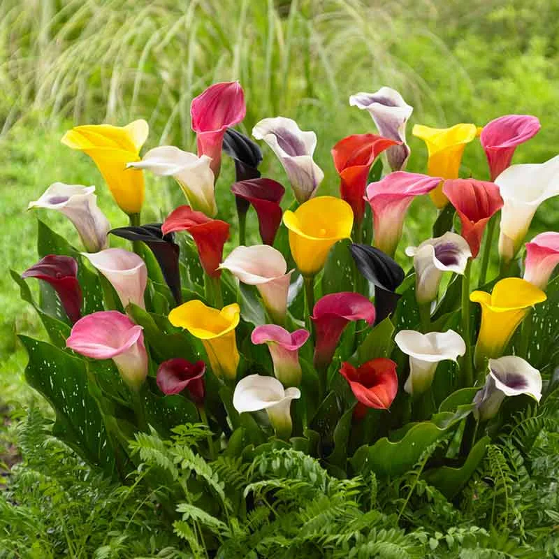 VEGSOW Calla Lily Bulbs - Mixed Varieties for Seasonal Gardening