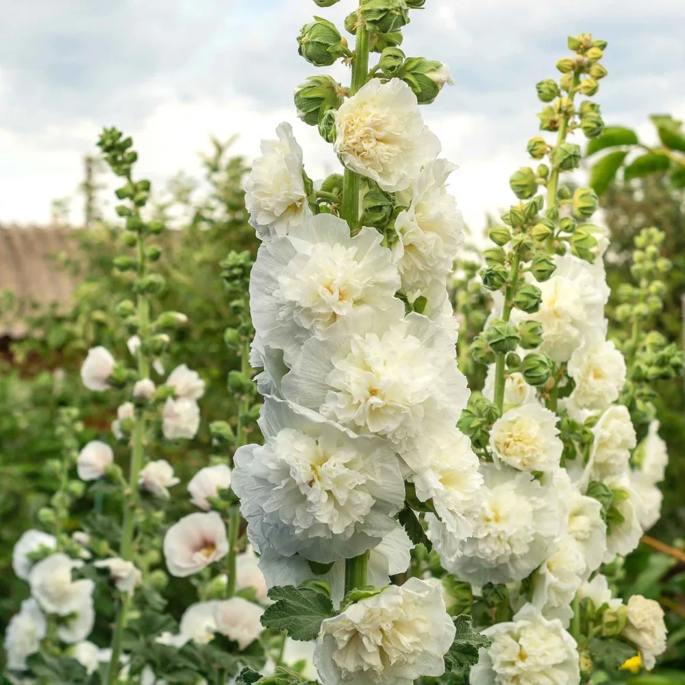 VEGSOW Chaters Double White Hollyhock Seeds - Heirloom Tall Flowering Biennials