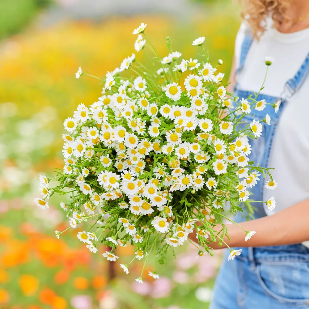VEGSOW Creeping Daisy Seeds - Ground Cover Flower Seeds