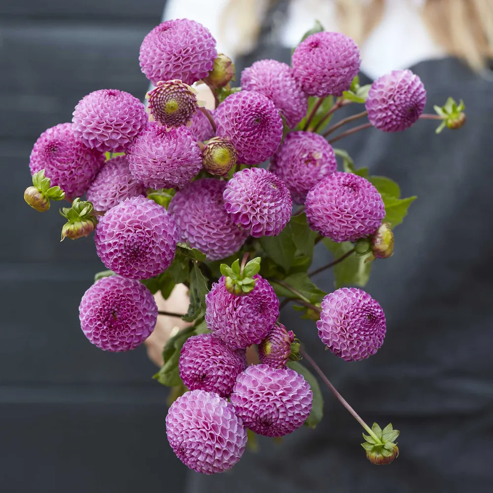 VEGSOW Frank Holmes Pompon Dahlia Tubers