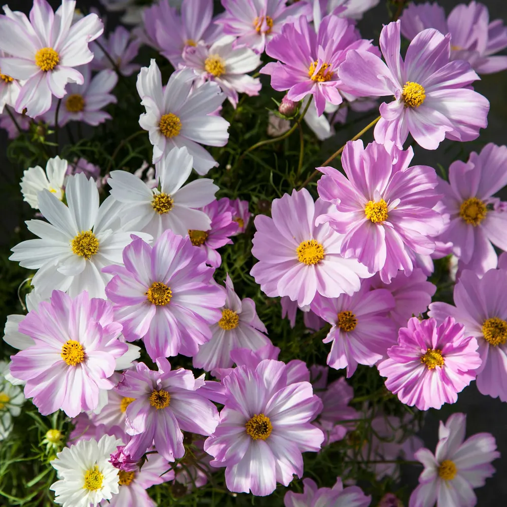 VEGSOW Cosmos Seeds - Apollo Lovesong Flower Mix