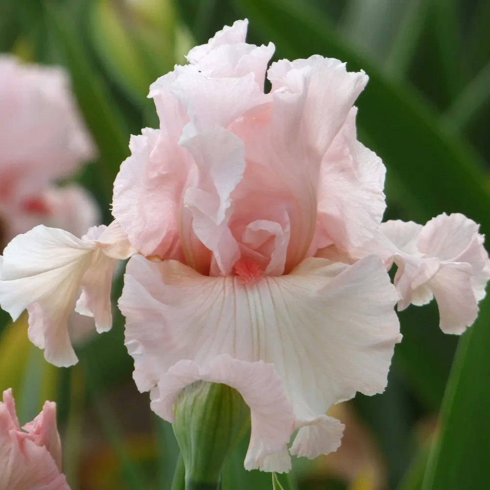 VEGSOW Bearded Iris Bulbs - Irish Beauty