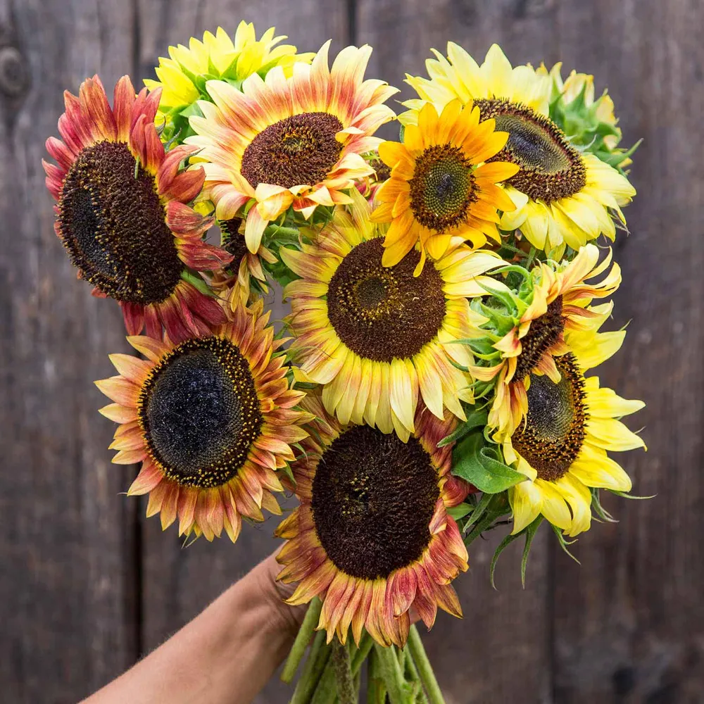 VEGSOW Organic Sunflower Seeds - Evening Colors