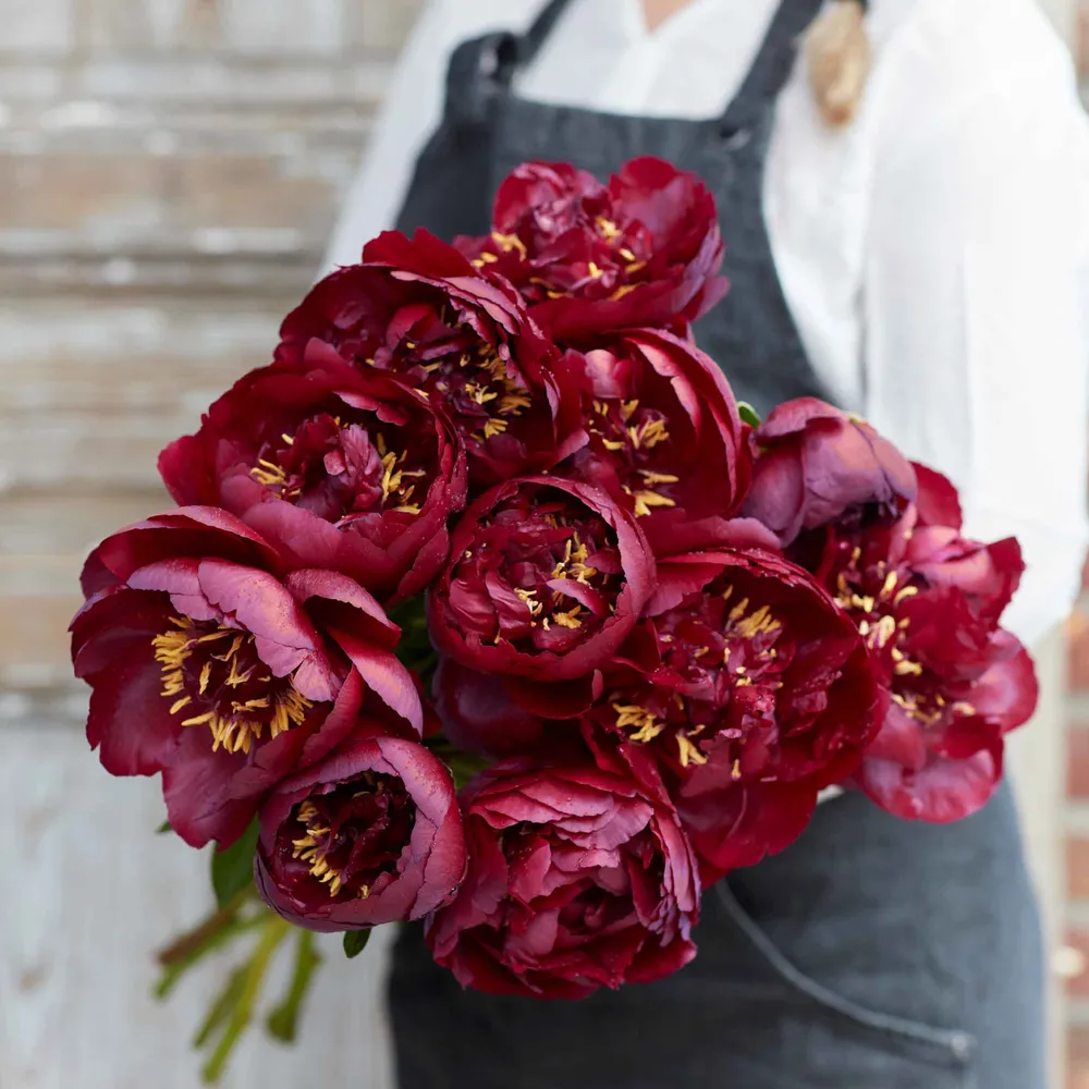 VEGSOW Buckeye Belle Peony Roots - Perennial Bare Root Plant