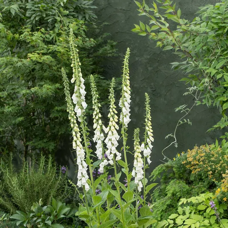 VEGSOW Alba Foxglove Seeds - Digitalis Purpurea White Flowering Seeds