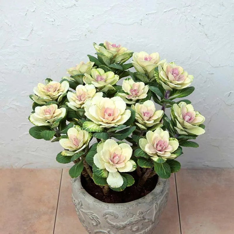VEGSOW Ornamental Kale Seeds - Condor Pure White