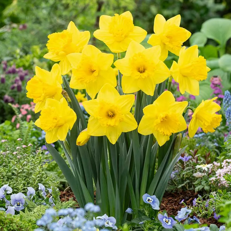 VEGSOW King Alfred Trumpet Daffodil Bulbs - Classic Yellow Spring Flowering Perennials