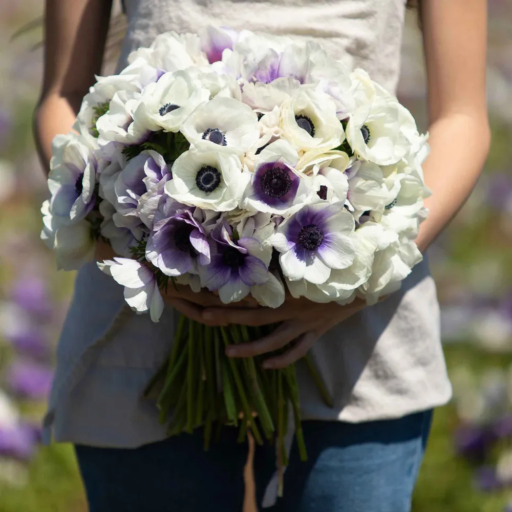 VEGSOW Anemone Bulbs - Snow Kiss Mix