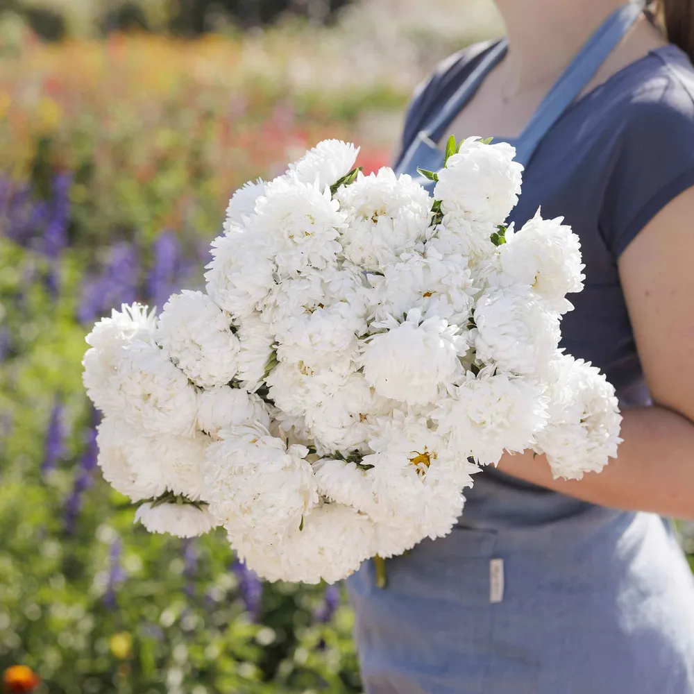 VEGSOW Peony Duchess Aster Seeds - White