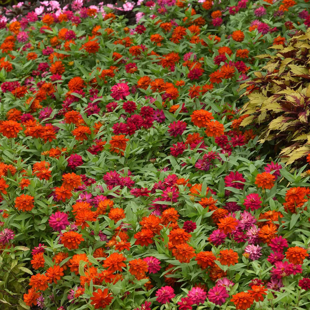 VEGSOW Zinnia Seeds - Zahara Double Cherry & Double Fire - Heat-Tolerant Annual Flower Seeds