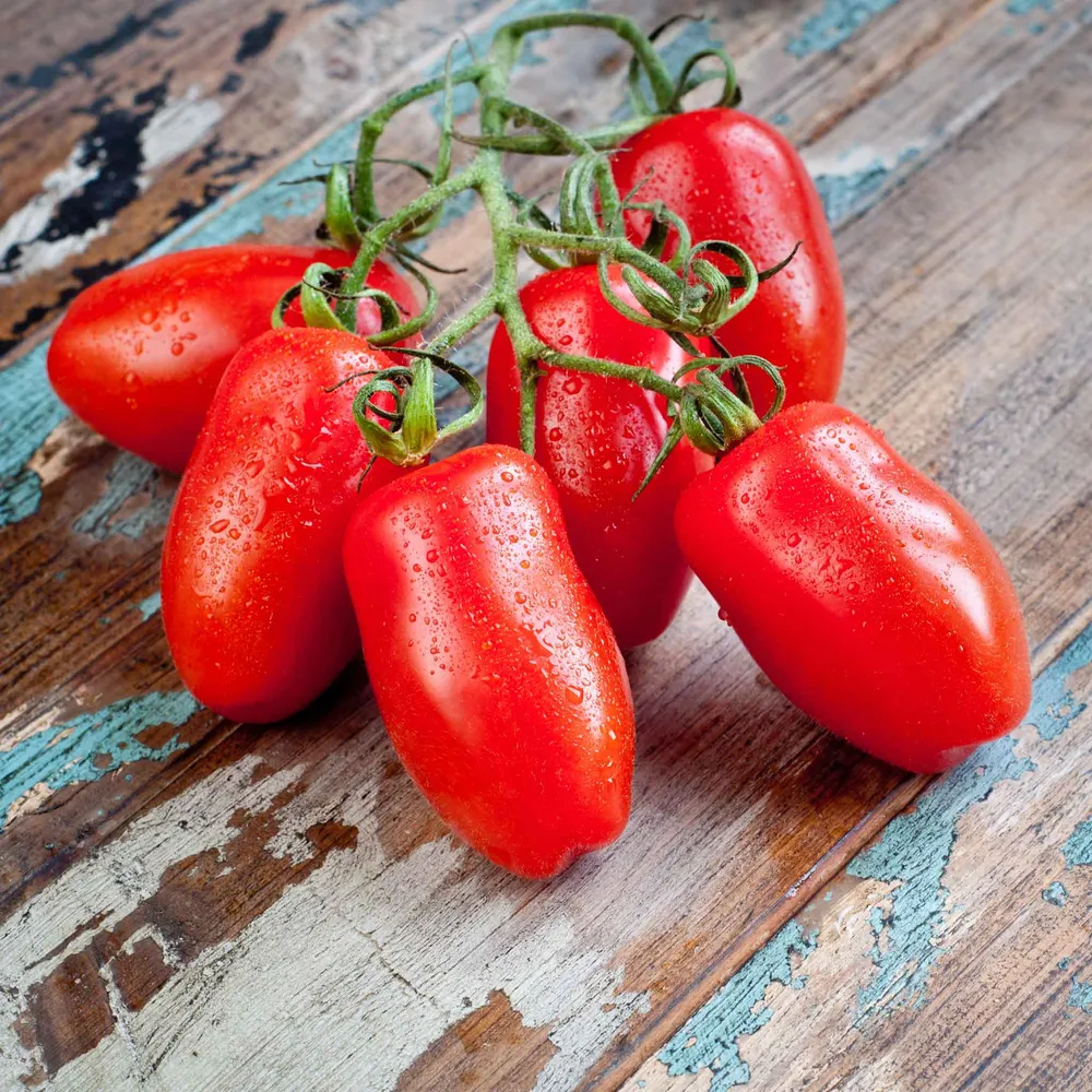 VEGSOW Roma VF Tomato Seeds - Disease Resistant Heirloom Variety