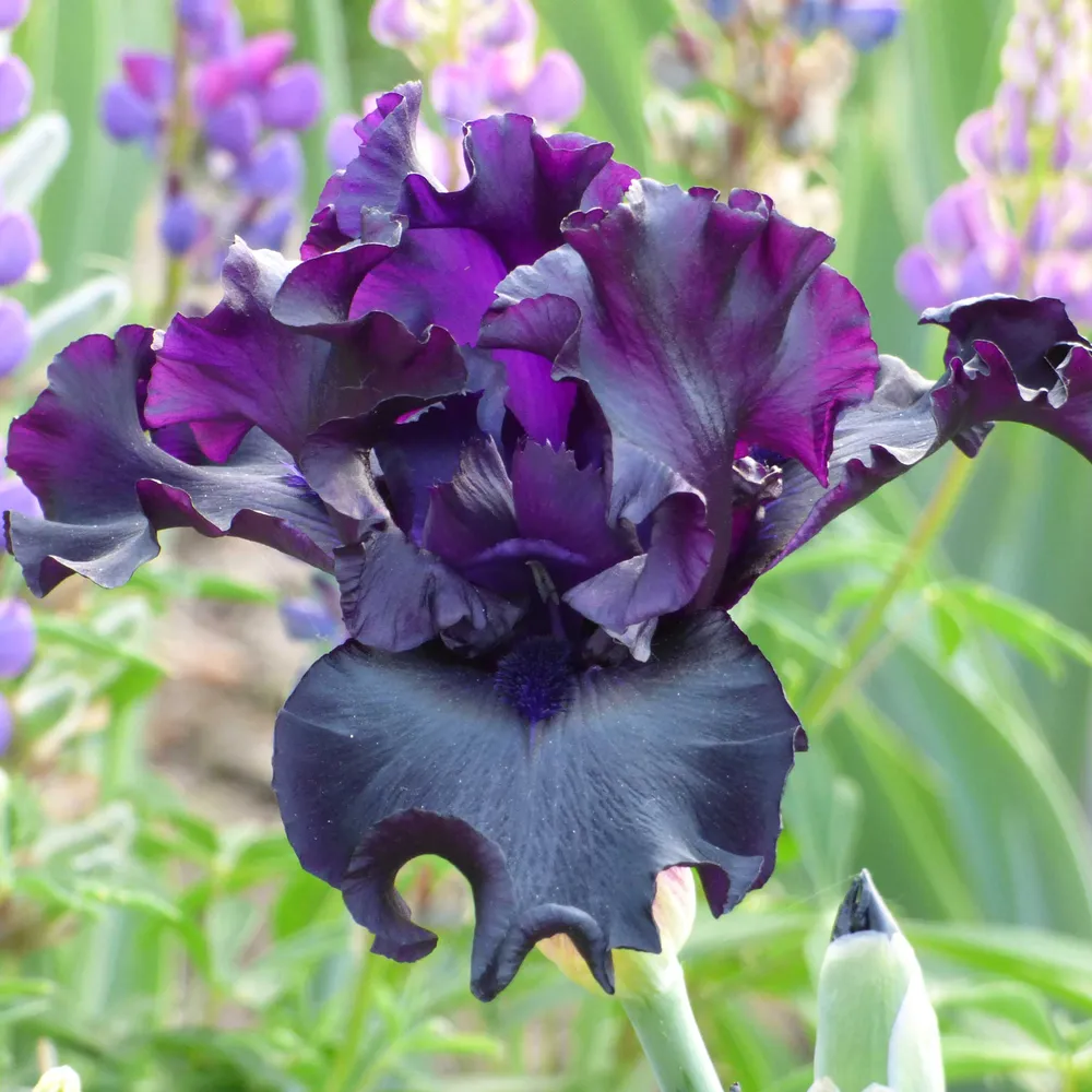 VEGSOW Raven Girl Bearded Iris Bulbs - Deep Purple Perennial Rhizomes