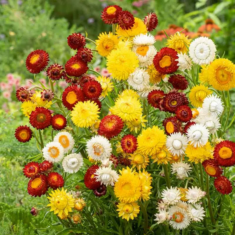VEGSOW Strawflower Seeds - Sunny Mix, Vibrant Annual Heirloom Flower Seeds