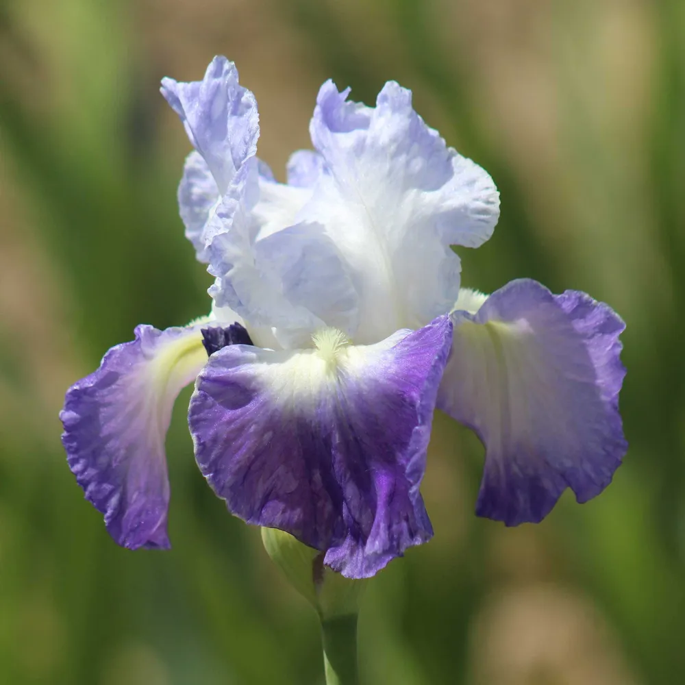 VEGSOW Clarence Bearded Iris Bulbs - Hardy Perennial Rhizomes