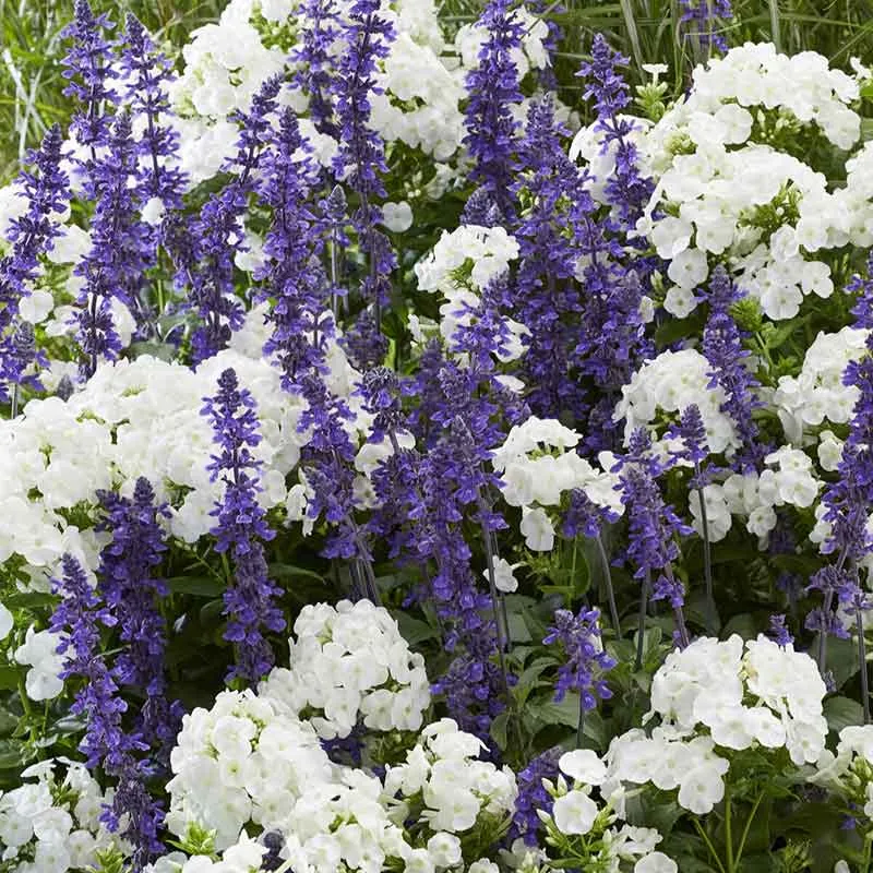 VEGSOW Perennial Mix Bulb Collection - Phlox David & Blue Sage