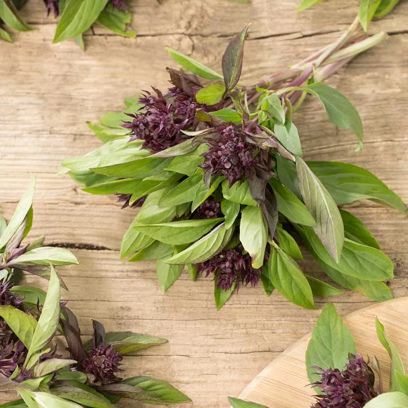 VEGSOW Siam Queen Basil Seeds - Heirloom Thai Basil Seeds for Indoor & Outdoor Gardening