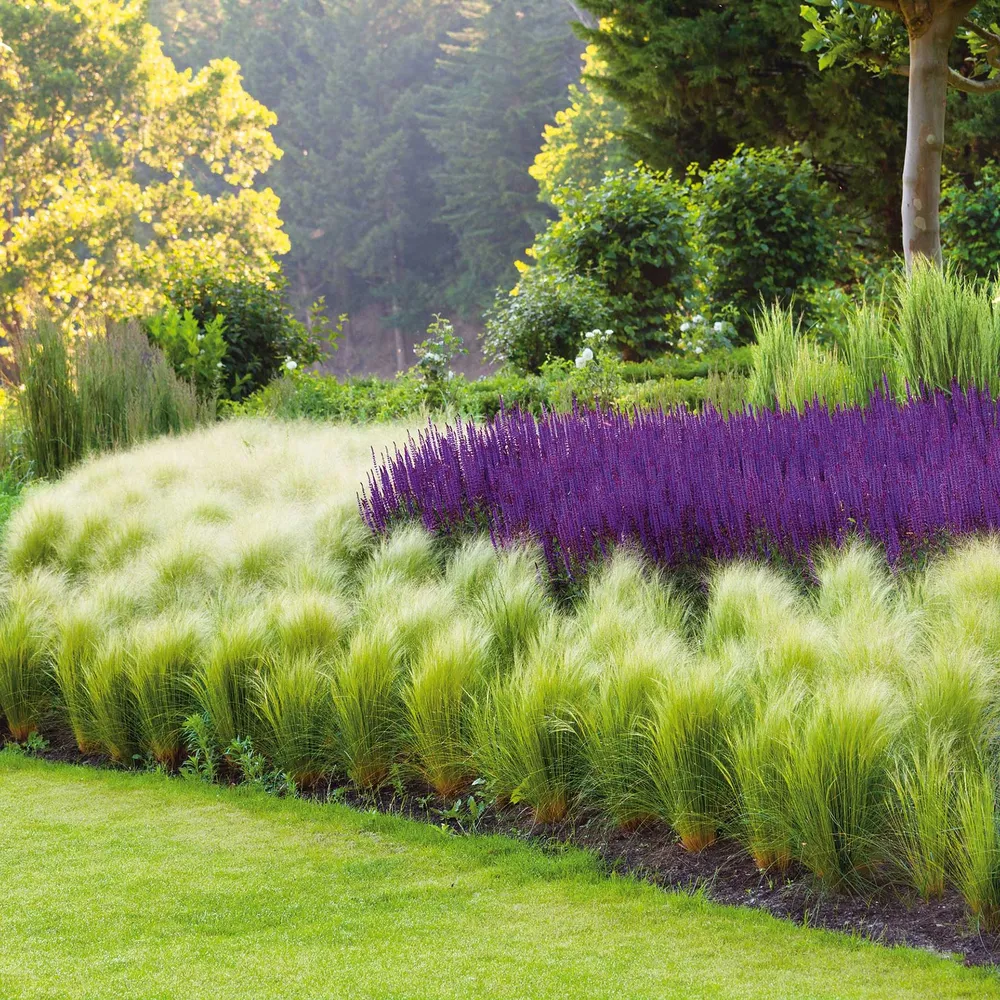 VEGSOW Mexican Feather Grass Seeds - Ornamental Perennial Grass for Landscaping
